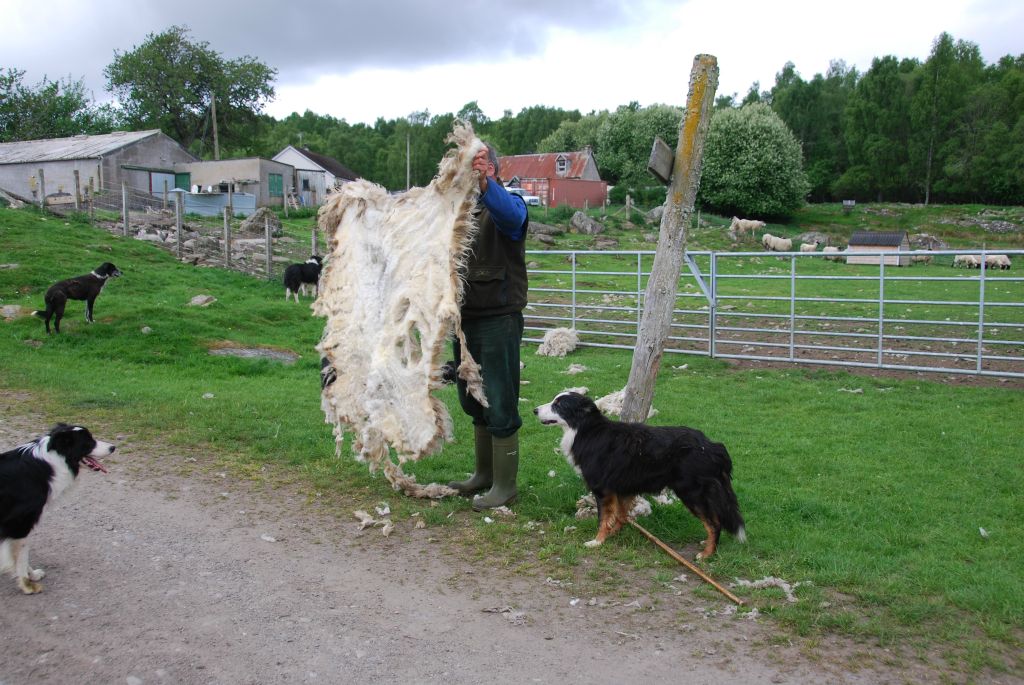 When done properly, the entire fleece remains in a single piece.